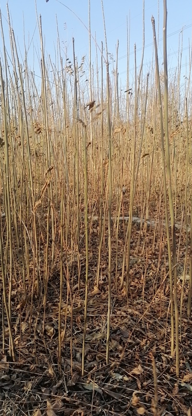 一级红油香椿树苗大树