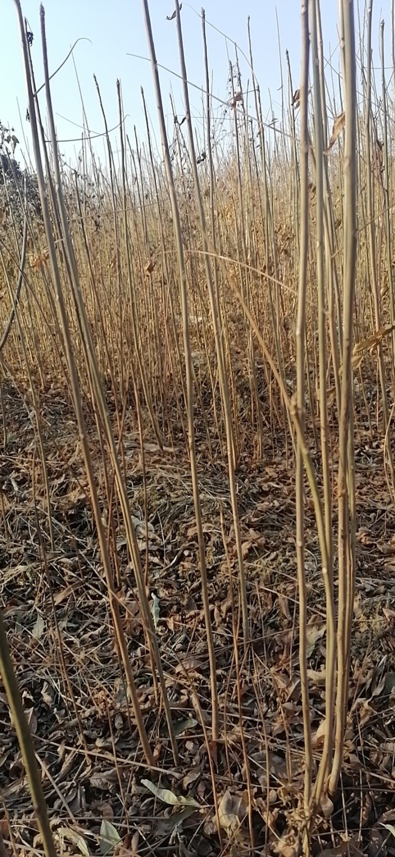 一级红油香椿树苗大树