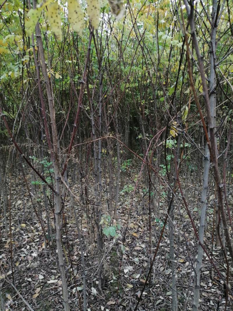 苗圃直供一年刺槐苗二年刺槐苗荒山绿化可选树种