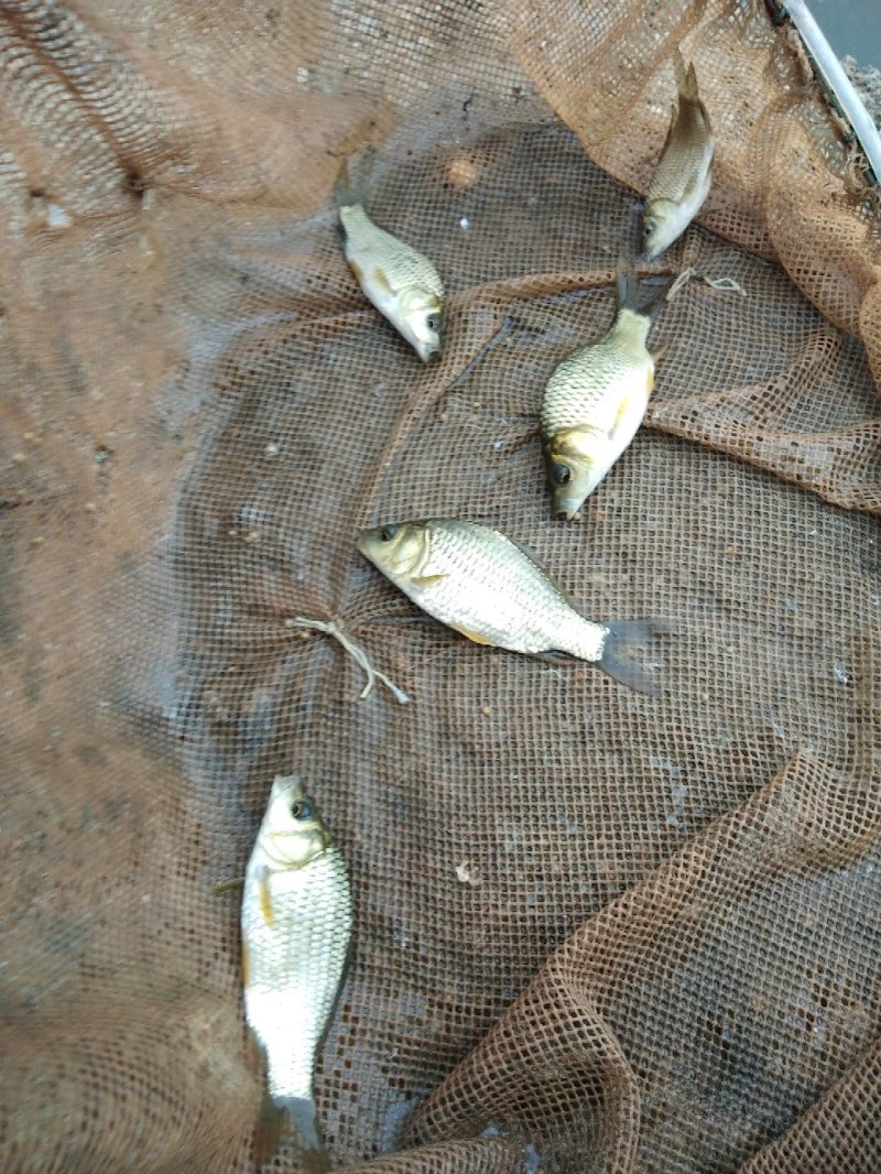 新一代长江抗病草鱼苗，各种鱼苗，包配送，死亡包赔，