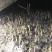 鱼腥草种苗四川高山鱼腥草嫩芽子产地一手货源货源充足