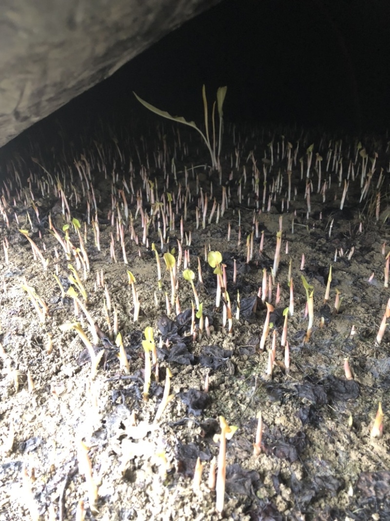 鱼腥草种苗四川高山鱼腥草嫩芽子产地一手货源货源充足