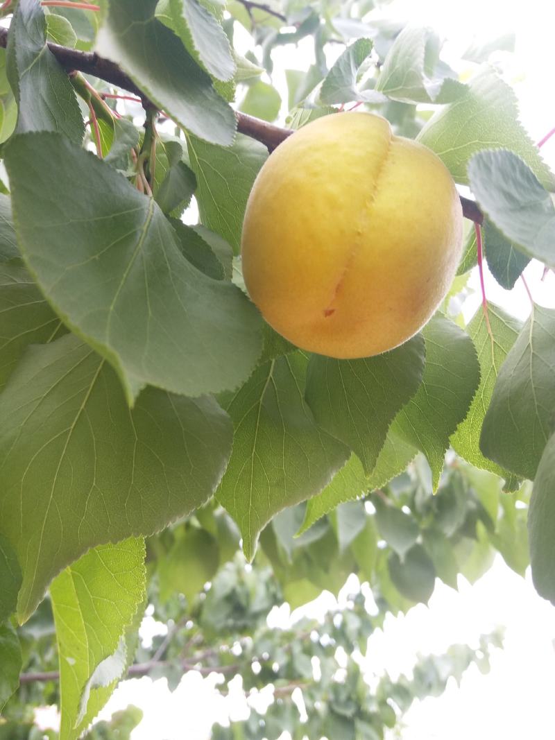 凯特杏树苗0.8-1公分杯苗