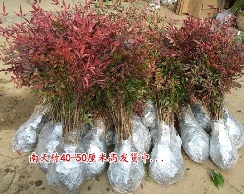 南天竹红天竹绿化工程苗木耐寒庭院观叶植物南天竺室内