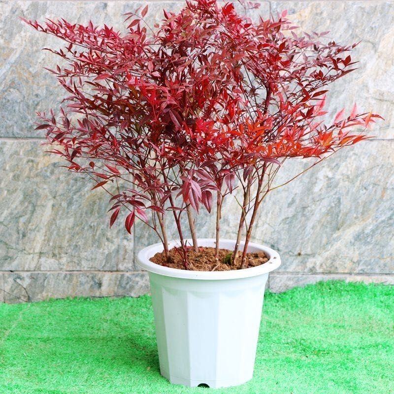 南天竹红天竹绿化工程苗木耐寒庭院观叶植物南天竺室内