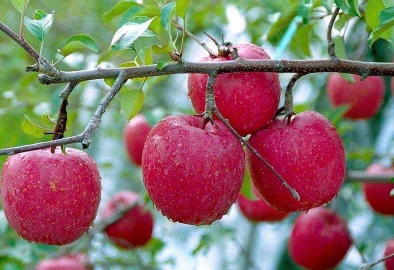 [荐]红肉苹果苗基地直供现挖现发技术指导