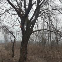 现有60年的老桑树，树干有两米粗，树高12米左右。