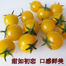 【精选】阳光小番茄黄金圣女果种子千禧红珍珠盆栽番茄