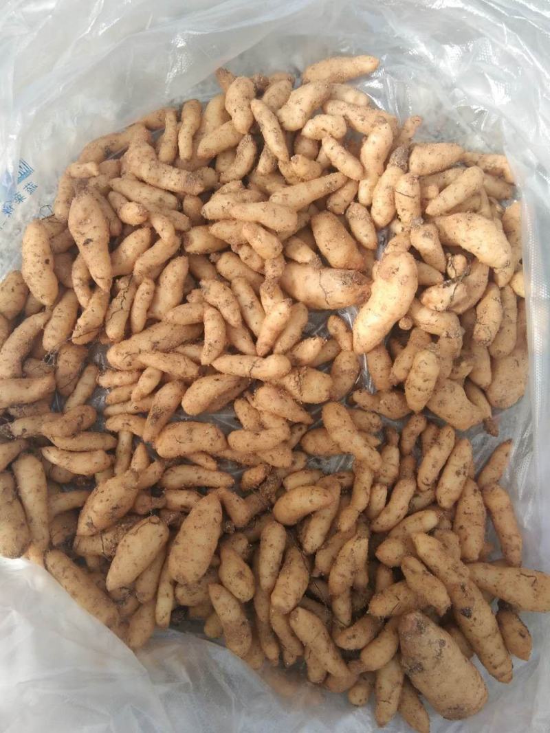 天麻零代天麻种（有性繁殖）