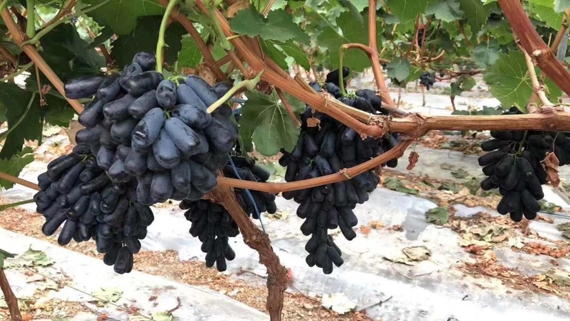 蓝宝石葡萄种植密度示意图