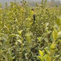 省林业厅定点育苗单位分宜亚林中心长埠林场长林系油茶苗