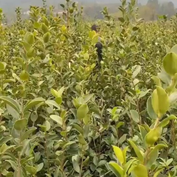 省林业厅定点育苗单位分宜亚林中心长埠林场长林系油茶苗