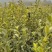 省林业厅定点育苗单位分宜亚林中心长埠林场长林系油茶苗