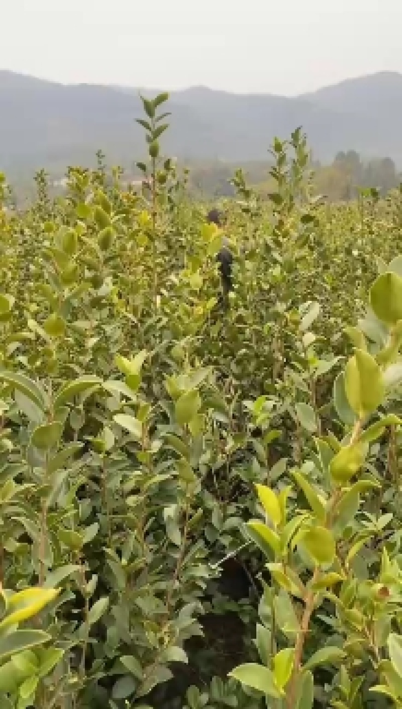 省林业厅定点育苗单位分宜亚林中心长埠林场长林系油茶苗