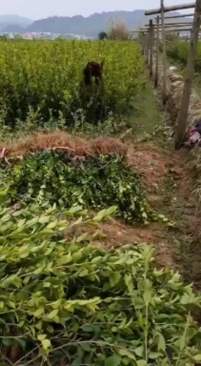 省林业厅定点育苗单位分宜亚林中心长埠林场长林系油茶苗