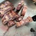 【牛胸叉】黄牛的胸骨寸排！满肉超大厚实！手续全免费加工！