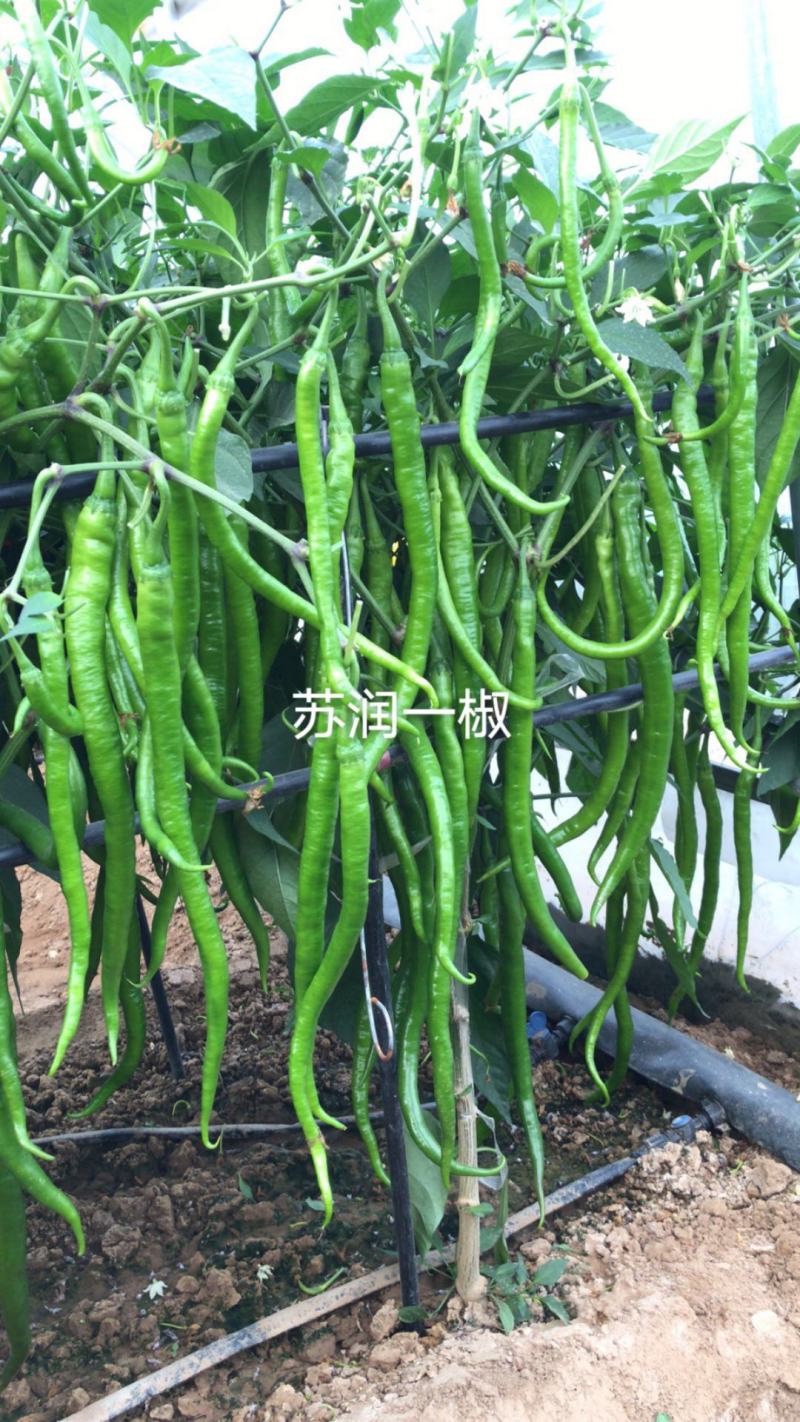 【精品特长线椒种子】苏润一号苏润一椒线椒种子辣椒亩产万斤