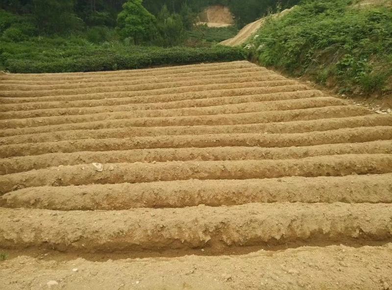 茯苓丁，白茯苓丁，无硫茯苓丁，一件代发茯苓丁，特级茯苓丁