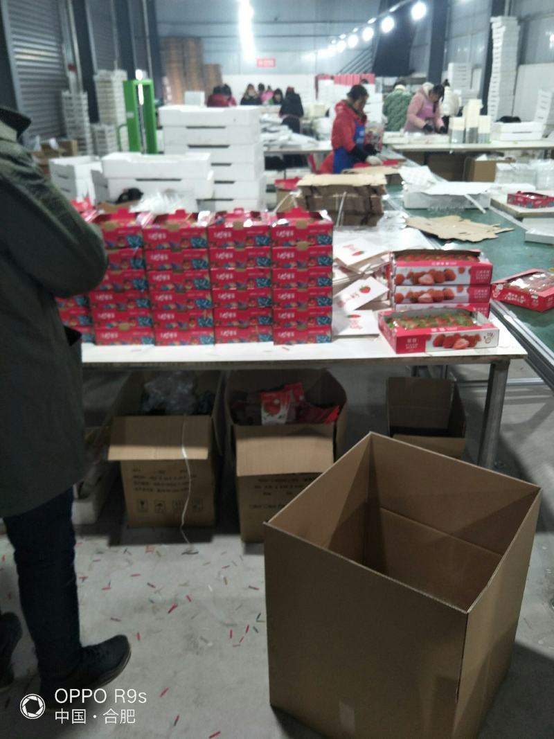 红颜草莓精品包装货源充足口感甜可供蛋糕店电商超市