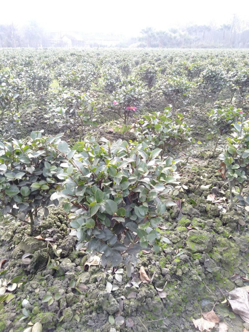 茶梅球，1米—1.8米茶梅球，成都茶梅球种植批发