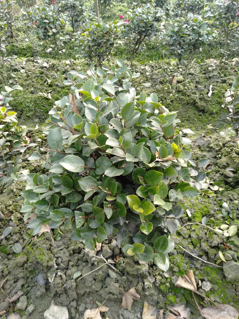 茶梅球，1米—1.8米茶梅球，成都茶梅球种植批发