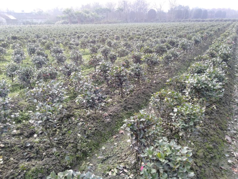 茶梅球，1米—1.8米茶梅球，成都茶梅球种植批发