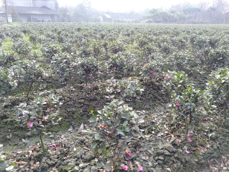 茶梅球，1米—1.8米茶梅球，成都茶梅球种植批发
