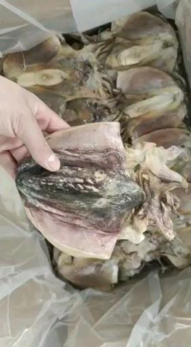 东海墨鱼干一件代发产地直销