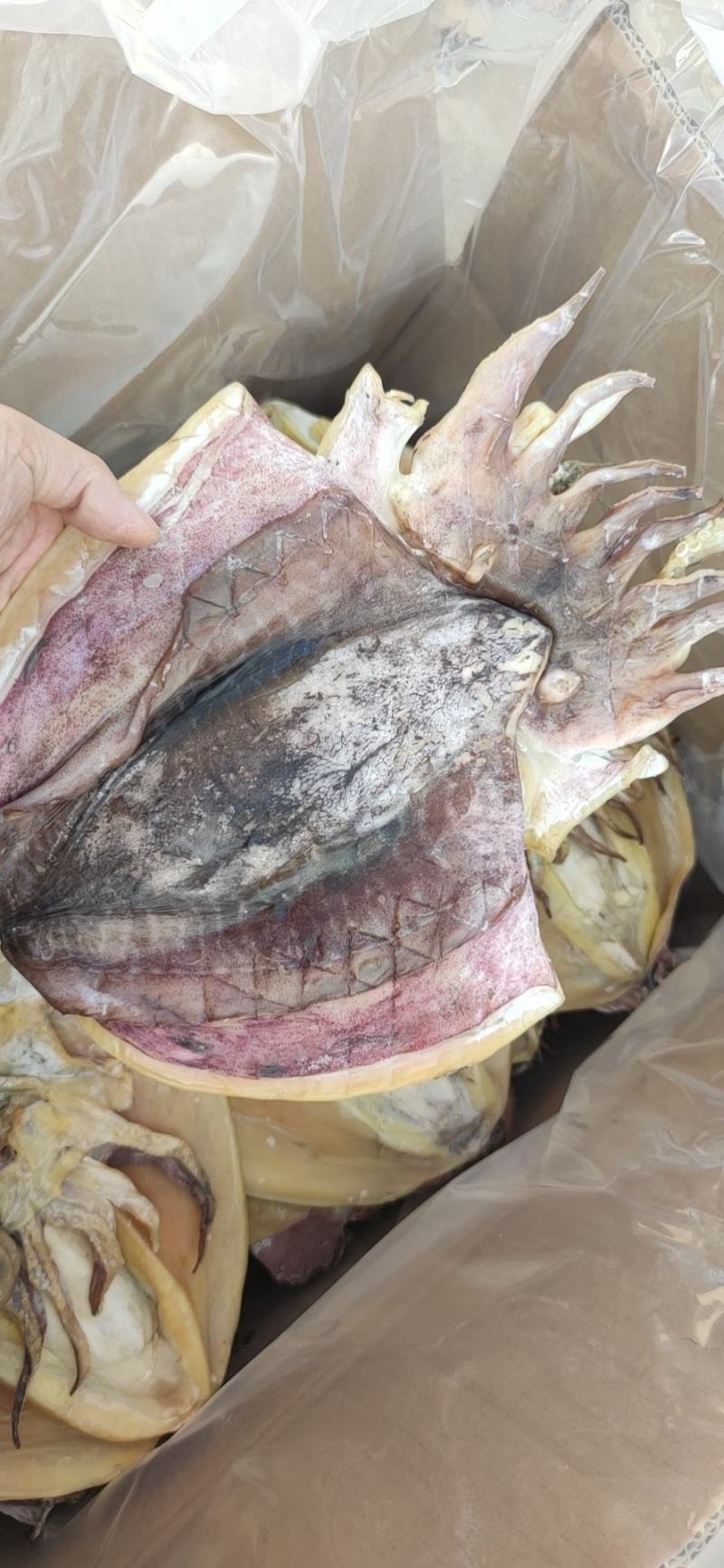 东海墨鱼干一件代发产地直销