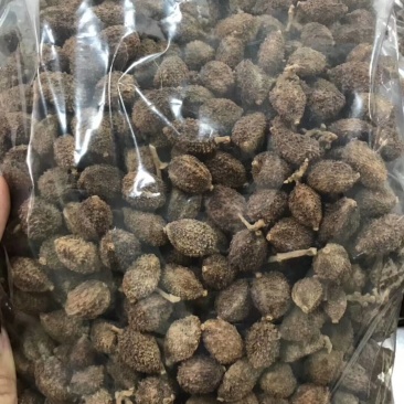 正宗阳春春砂仁果出售