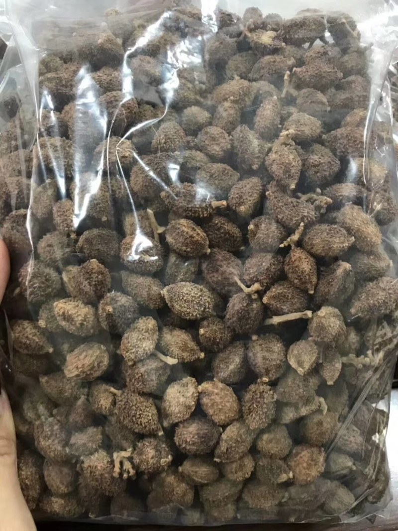 正宗阳春春砂仁果出售