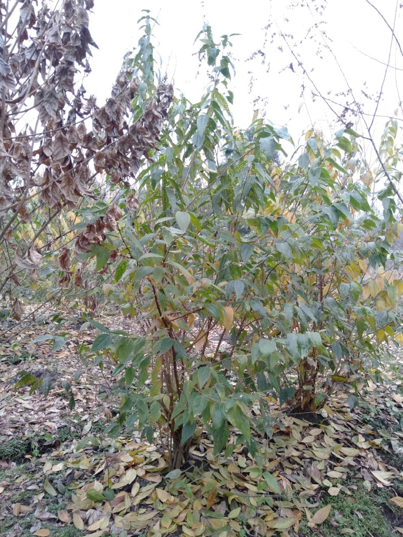 腊梅，高度1.5—2.5米，冠幅1.2—2米，丛生腊梅