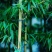 庭院青竹苗紫竹黄金竹四季长青花园庭院地栽绿化植物
