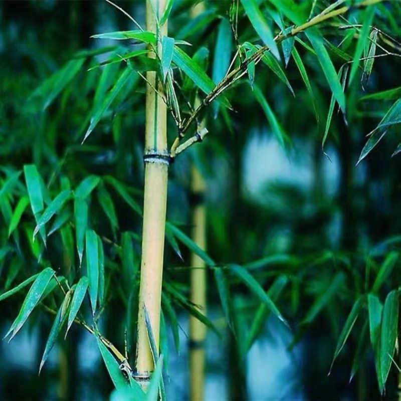 庭院青竹苗紫竹黄金竹四季长青花园庭院地栽绿化植物