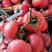 西红柿山东西红柿硬粉西红柿电商货对接各大超市批发市场