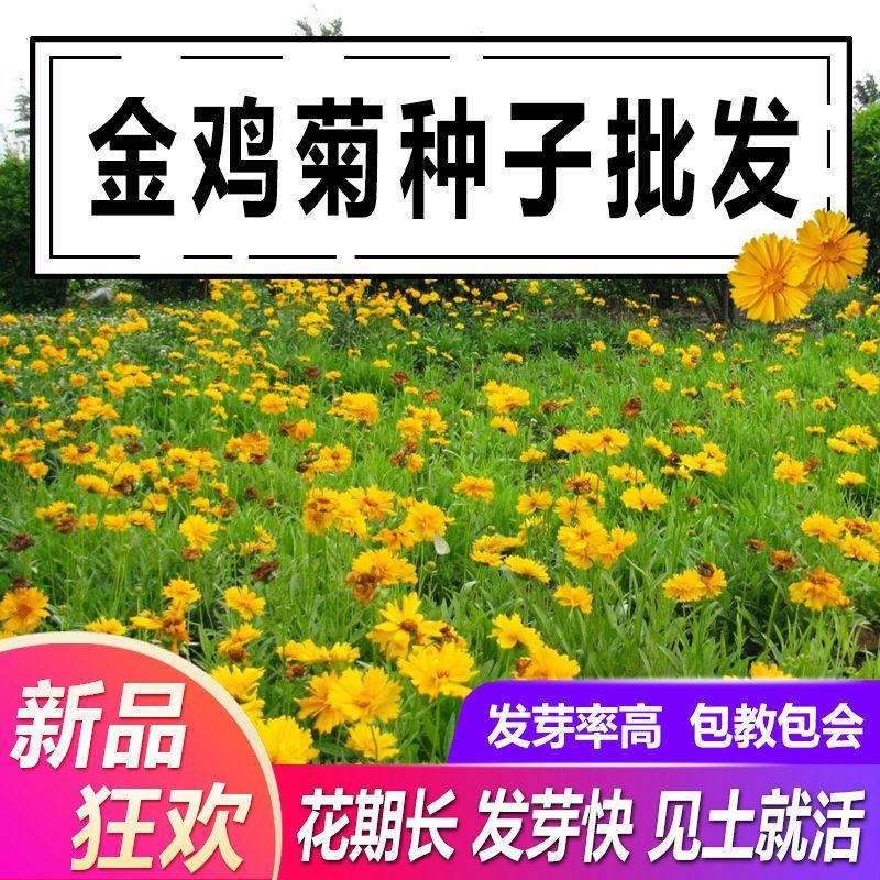 【金鸡菊种子】四季易播速生多年生大花金钱菊种子