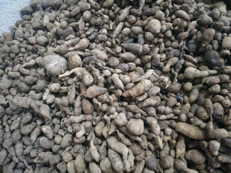 三叶青新鲜三叶青破壁打粉野生中药材三叶青鲜货批发