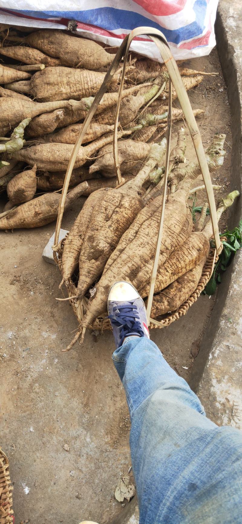 自家种植粉葛，农副产品自产自销一手货源大量有货