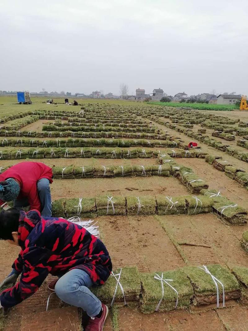 果岭草马尼拉，百慕大草坪，基地直销，量大从优，沙土地草青