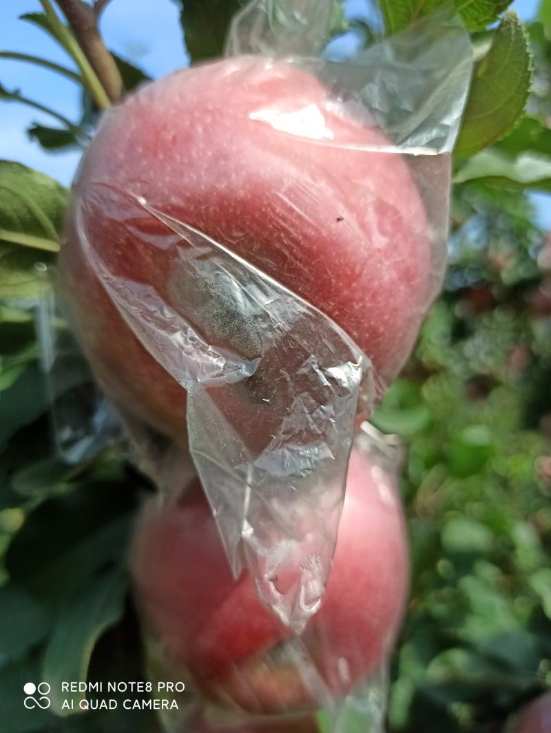 红富士苹果75mm以上膜袋