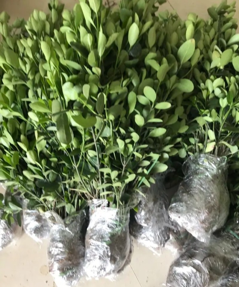 冬青《速生生长速度快》成活率高耐旱抗寒