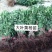 冬青《速生生长速度快》成活率高耐旱抗寒