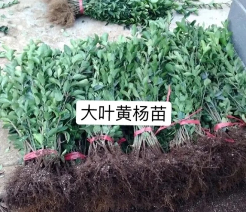 冬青《速生生长速度快》成活率高耐旱抗寒