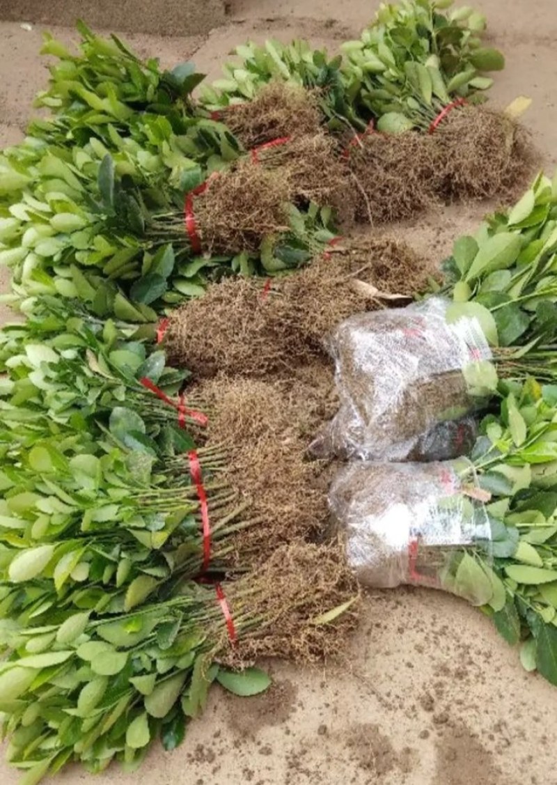 冬青《速生生长速度快》成活率高耐旱抗寒