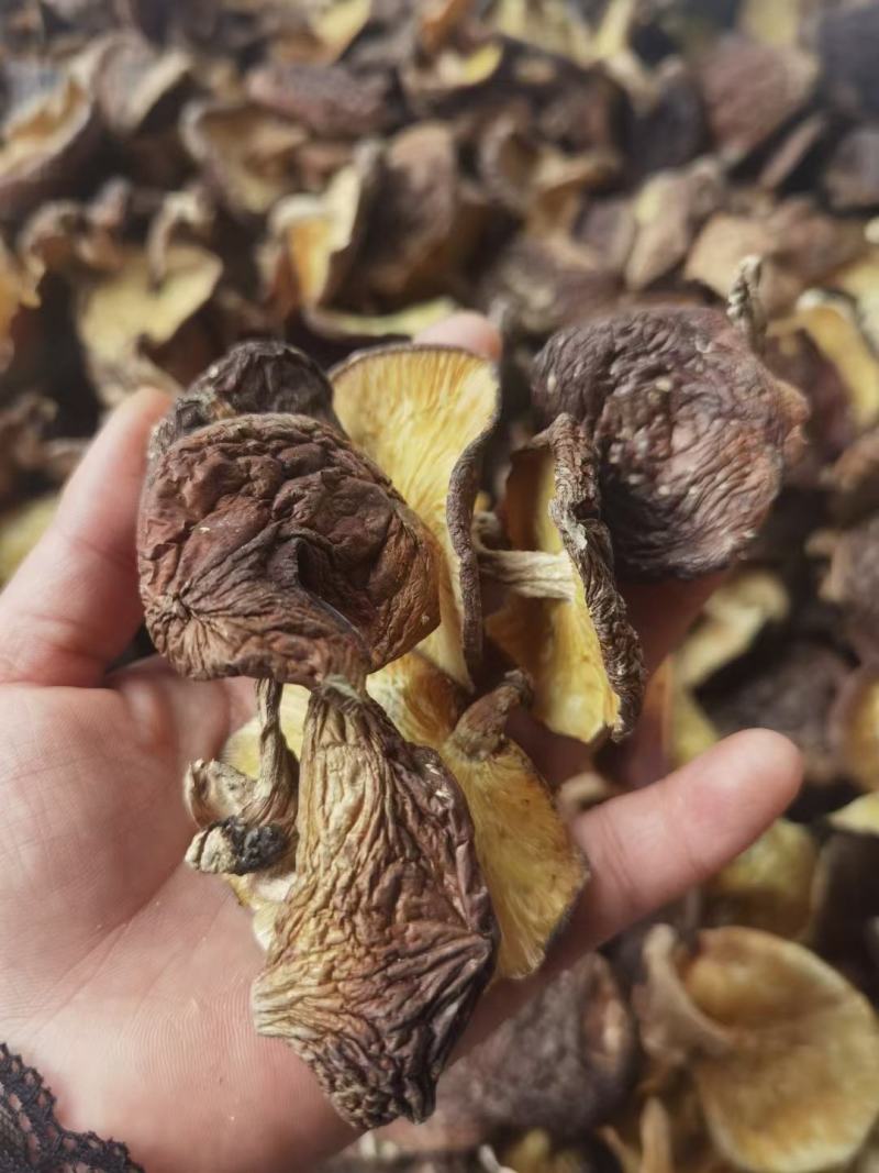 大瑶山原木香菇，香甜脆，冬天煲汤的好食材