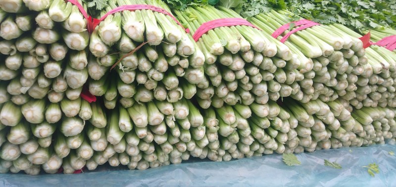 河北精品芹菜细棵无空心价格优质量好产地直发