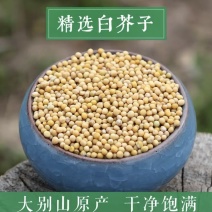 中药材正品野生白芥子500g（包邮）干货