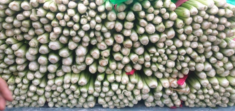 河北精品芹菜细棵无空心价格优质量好产地直发