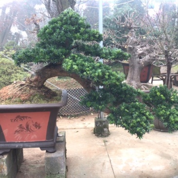 罗汉松盆景，斜飘罗汉松，罗汉松地景，罗汉松造型