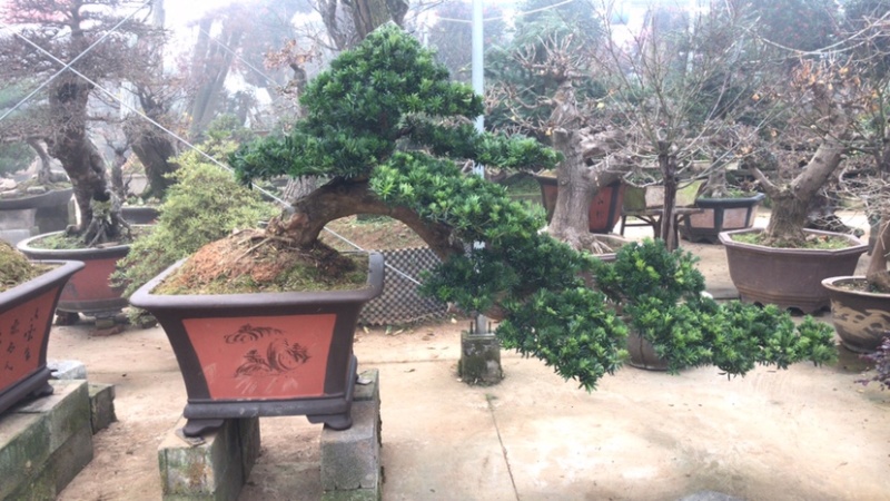 罗汉松盆景，斜飘罗汉松，罗汉松地景，罗汉松造型